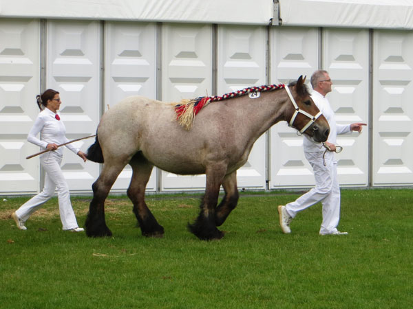 Kirina FAE 2016